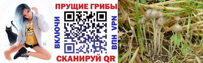 blacksprut ссылка  Шлиссельбург  Галлюциногенные грибы Magic Shrooms 